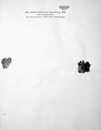 Collema cheileum image